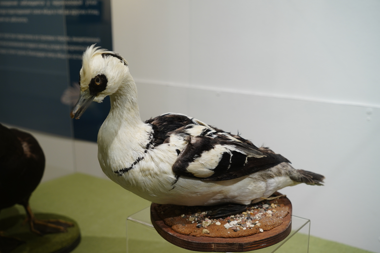 Во владимирский Музей природы прилетели «Гуси-лебеди»