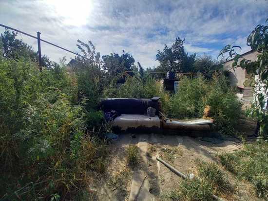 В Астрахани у мужчины изъяли 59 кустов наркосодержащего растения