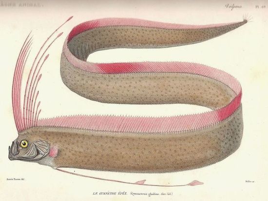 Рыбаки поймали Сельдяного короля - «предвестника конца света»
