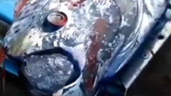 Мексиканские рыбаки поймали "рыбу Судного дня": кадры сельдяного короля