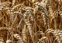 Прогнозы аналитиков о том, что пшеница нынешнего урожая будет не всем государствам по карману и что в мире может возникнуть дефицит продовольствия, похоже, начинают сбываться