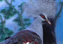 В Московском зоопарке впервые за несколько лет появился венценосный голубь