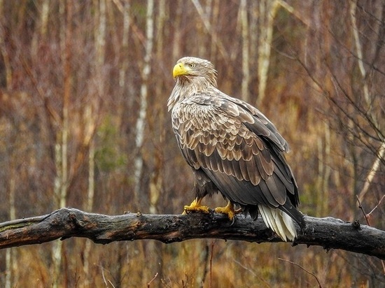 Костромские биологи обнаружили в кологривском лесу белохвостого орлана