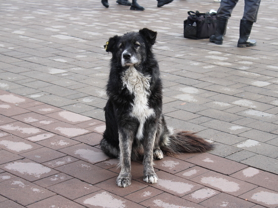 Вопрос о безвозвратном отлове собак проработают в Краснокаменском районе