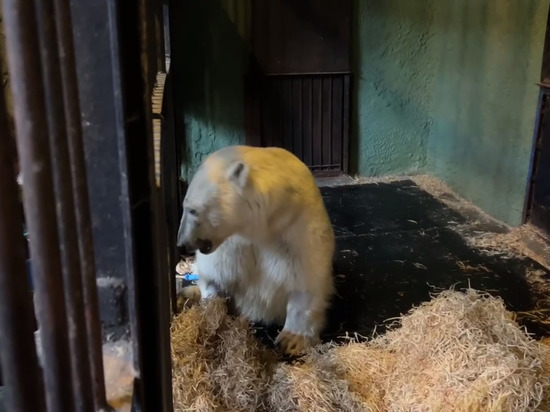 Спасенный в Диксоне Красноярского края белый медведь начал шевелить лапами