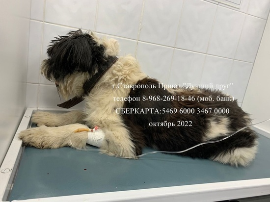 На собачий питомник во Владикавказе выделили 36 миллионов рублей