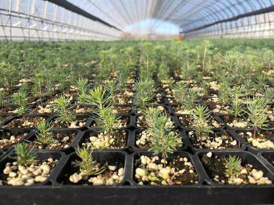Segezha Group успешно завершила начальный этап развития лесопитомника в Шарье