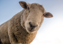 Самую прыткую овечку из опытного стада Федерального исследовательского центра животноводства имени академика Эрнста прошляпили генетики