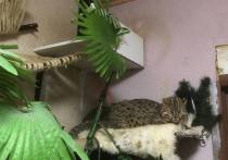 Амурскую лесную кошку по кличке Глаша и двух ее сородичей обнаружили столичные прокуроры в обычной московской квартире