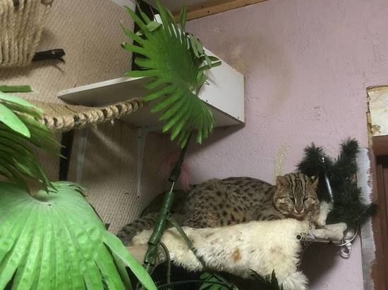В обычной московской квартире накрыли подпольный кошачий питомник