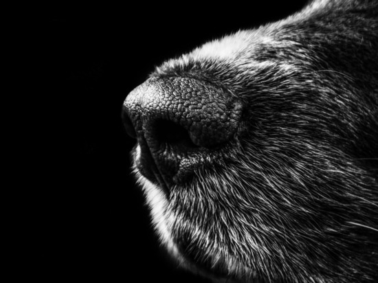 Житель Калининграда пожаловался на бросающуюся на людей собаку, но получил на это отписку от полиции