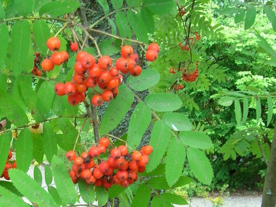 Луганские школьники собрали 20 кг рябины для посева