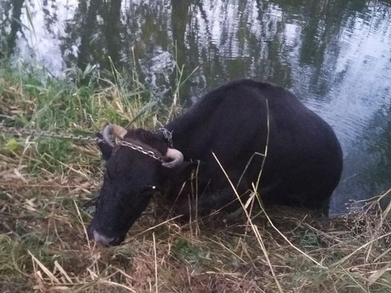 МЧС ЛНР спасли жизнь тонущей в реке корове