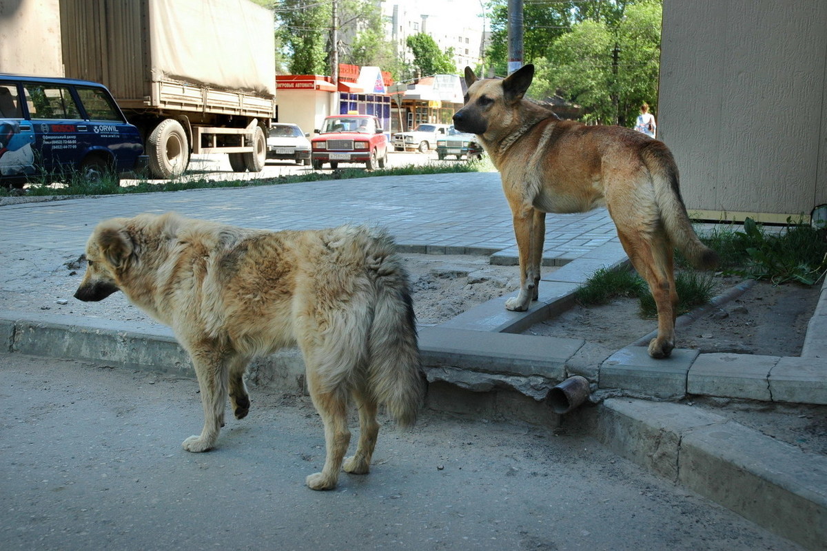 Выставка собак саратов 2024. Агрессивная собака. Собака Доминант. Antifa Saratov собаки. Преступники ворующие собак в Саратове.