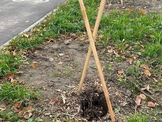 С новой аллеи на Ломоносова в Орле глубокой ночью украли молодой клён