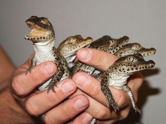 Жительница Татарстана бесплатно раздает маленьких крокодилов