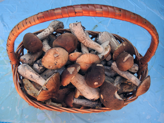 Эксперт рассказал какие грибы можно собирать в Подмосковье до декабря