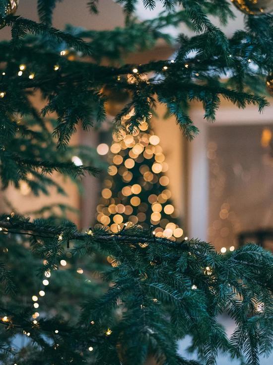 Новогодние елки на 25,8 миллиона закупят для Мурманской области