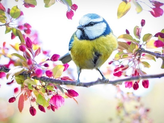 Птичье пение позитивно влияет на настроение человека