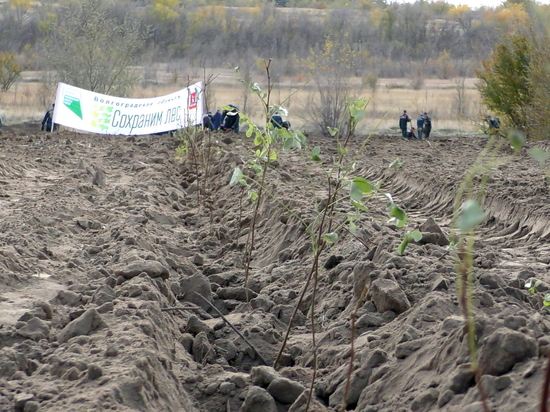 В Волгоградской области в ходе экоакции высадят 100 тысяч деревьев