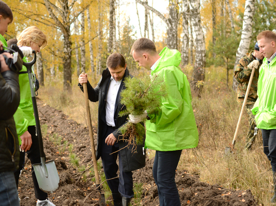 В Орловской области высадят 12 тысяч саженцев сосны