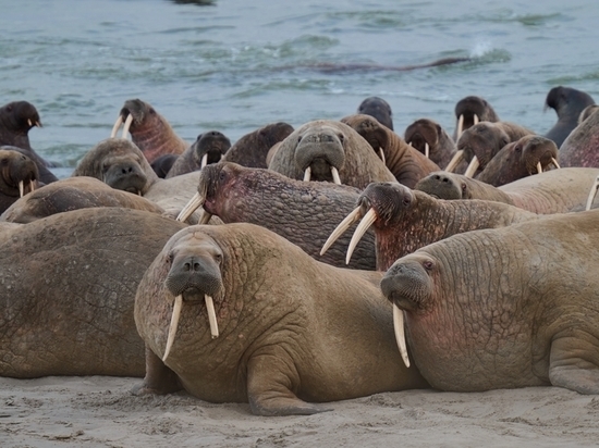 Облюбованной моржами территории в ЯНАО хотят дать статус особо охраняемой