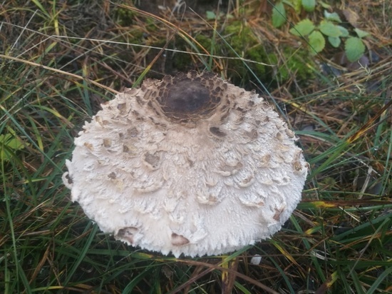 В Тверской области грибник обнаружил необычный шампиньон