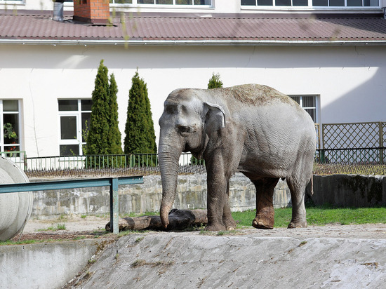 В Калининграде отметили день рождения слонихи Преголи