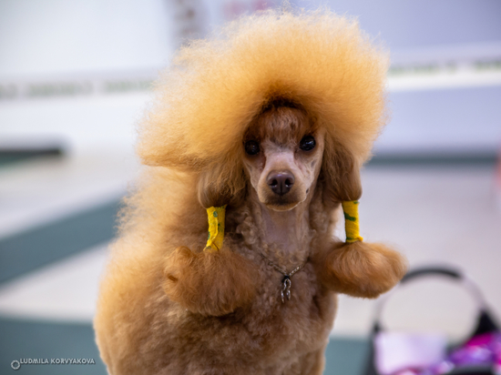 Сразу две выставки очаровательных собак состоялись в Петрозаводске