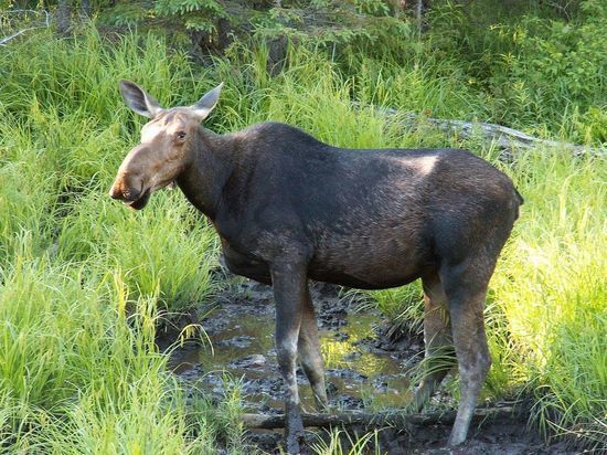 Браконьер убил лося в лесу под Новосибирском