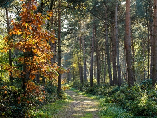 В калининградских парках высадят 135 деревьев