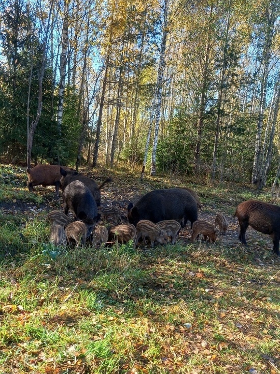В Тверской области грибники повстречали в лесу стадо кабанов