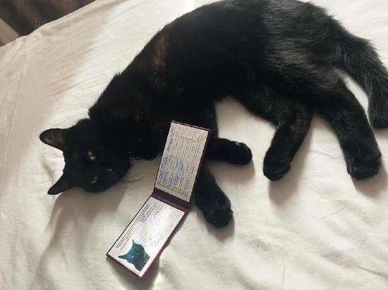 В Благовещенске пропал кот-студент Сажик