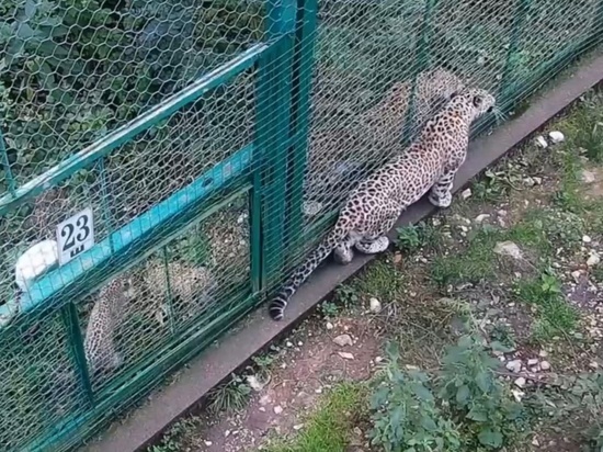 В сочинском Нацпарке засняли общение леопарда со своими котятами