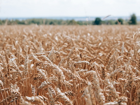 Аграрии Чувашии собрали миллион тонн зерна