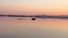 Косатки впервые заплыли в реку Амур: завораживающие кадры 