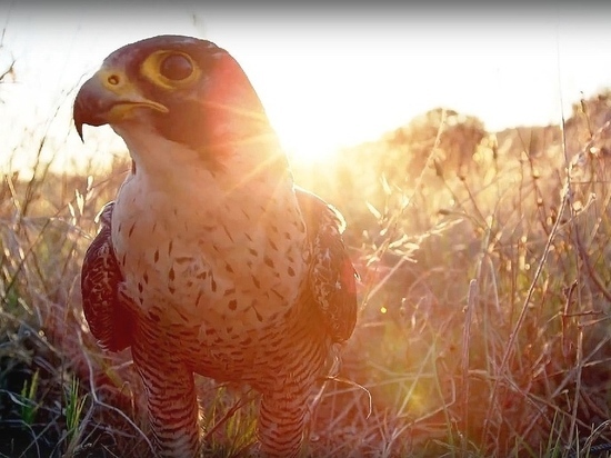 Первую в мире «Соколиную почту» организовали в Мытищах