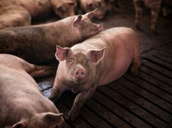 Тамбовских свиней больше не будут кормить пищевыми отходами