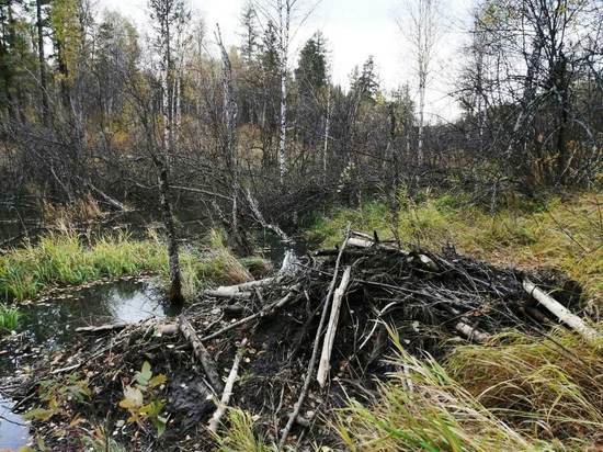 Южноуральцам показали построенный бобрами «дворец»