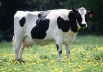 Минсельхоз Калужской области сообщил о завозе крупной партии коров для нужд сельского хозяйства региона из "недружественной" страны - США