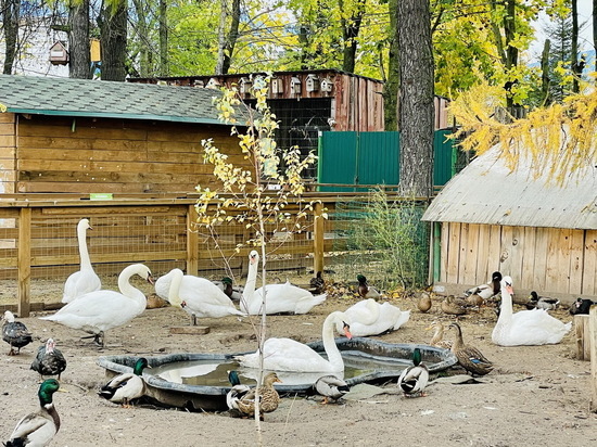 Лебедей с Чебоксарского залива перевели на зимовку в парк Николаева