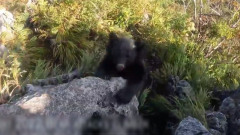Скалолаз подрался с медведем на вершине горы: видео