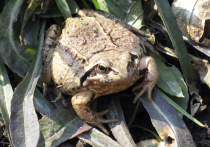 Ученые Института цитологии РАН выяснил, что аномалии конечностей у лягушек и жаб связаны с заражением их головастиков паразитическим червем Strigea robusta