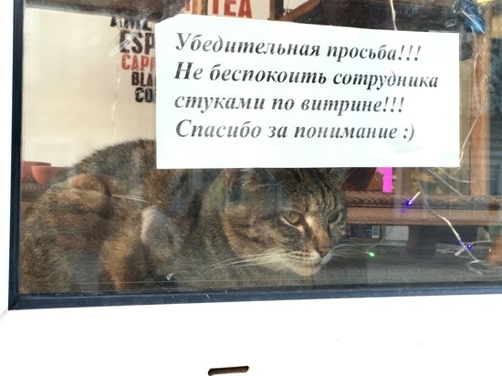 Трудоустроенный кот из Саратова пошёл гулять по интернету