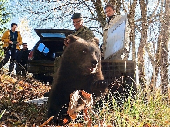 Медвежат из Центра спасения Тверской области выпустили в заповедник