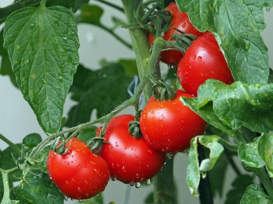 В Курской области ревнивец уничтожил 325 кустов томатов и поджёг сено возлюбленной