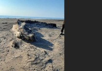 Неизвестное существо выбросило на Сахалинское побережье, сообщает Telegram-канал «ЧП Сахалин»