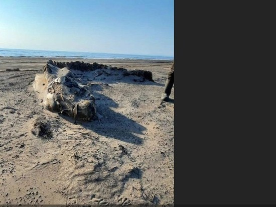 Неизвестное существо нашли на сахалинском побережье