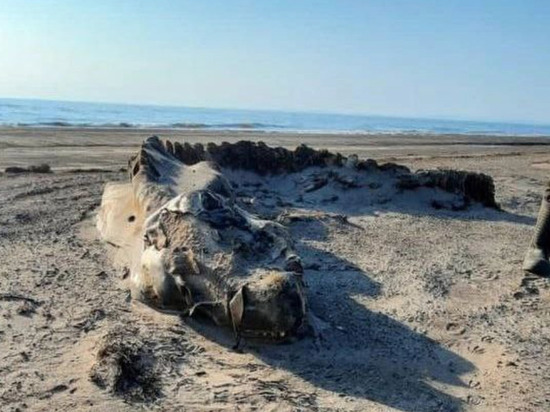 Скелет неизвестного животного выбросило море на Сахалине