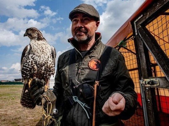 Пернатый хищник будет доставлять письма до ближайшего ящика